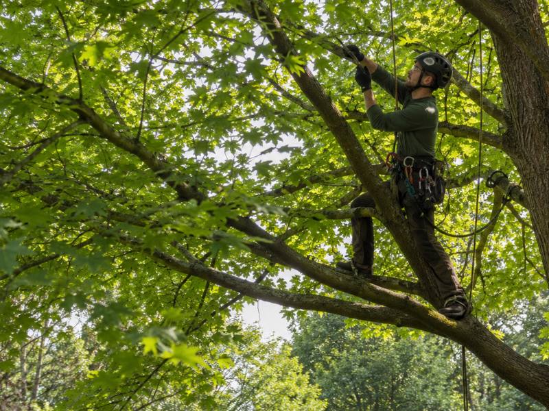 Climber ascending the trunk of a dying ash on rope and spikes