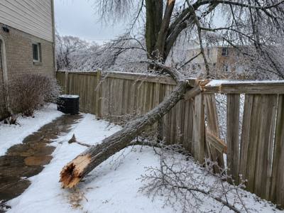Bare winter limb brought down from an old street tree