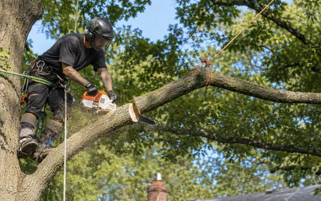 Climber on a long horizontal limb with rigging lines set