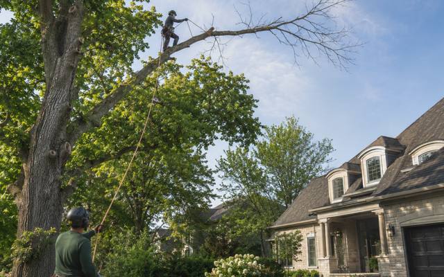 Large broken limb caught in the crown above a lawn
