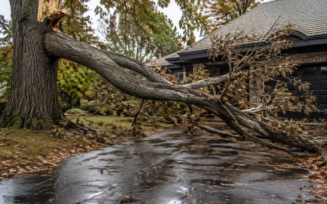 Storm-thrown tree resting across a fence line after a blow