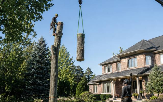 Fork split open on a multi-stemmed trunk over a village lot